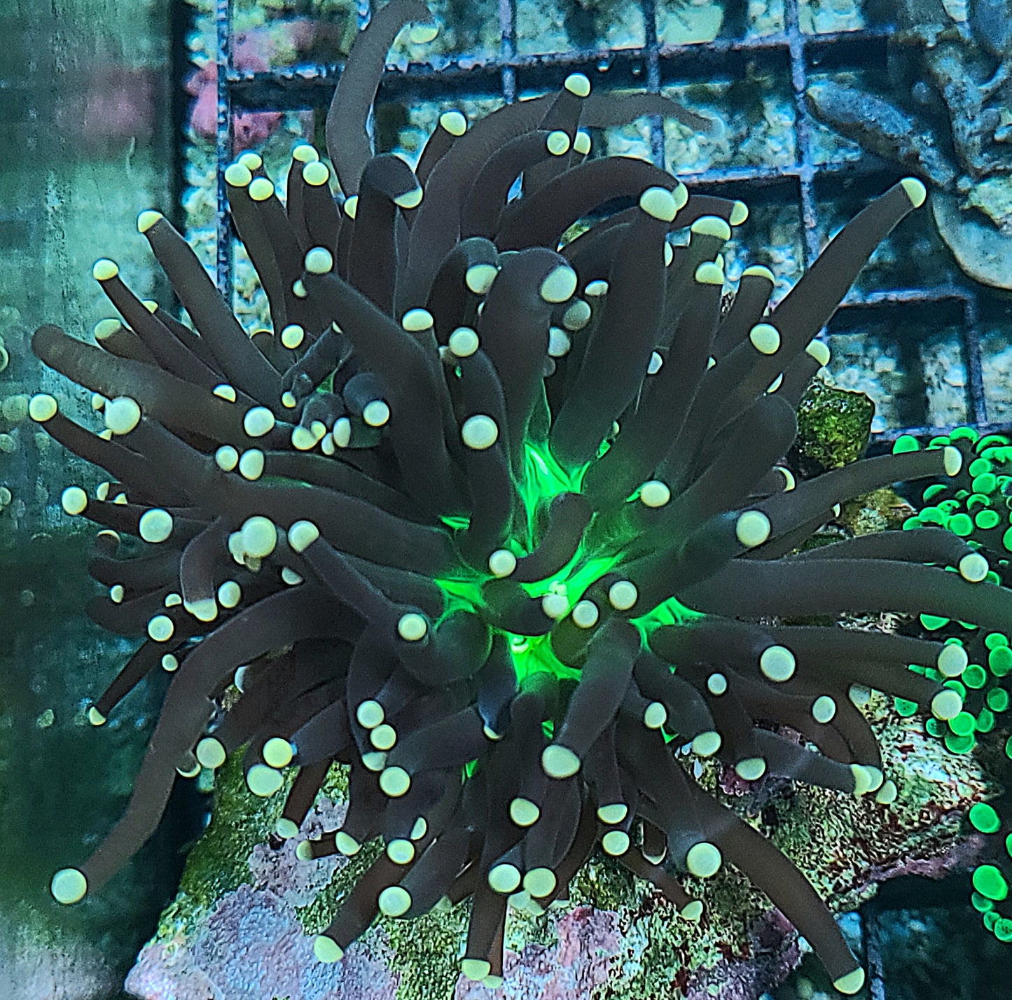 Malaysian Joker Torch 2 Heads