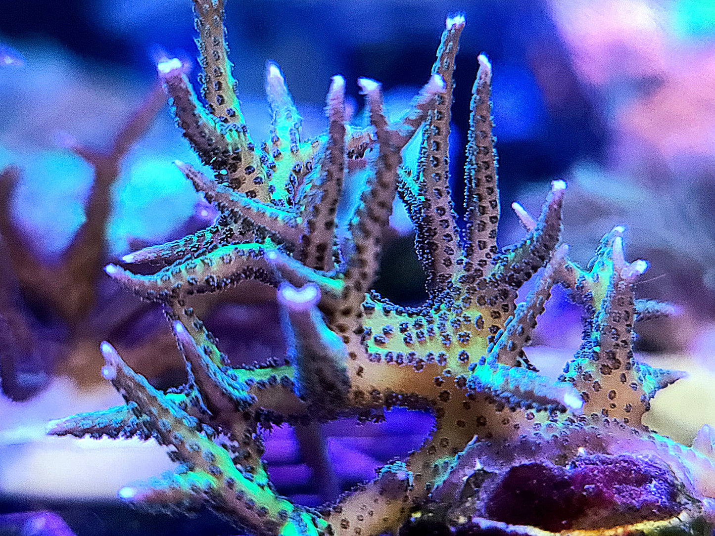 Birdsnest Coral Frag(Grown In House)