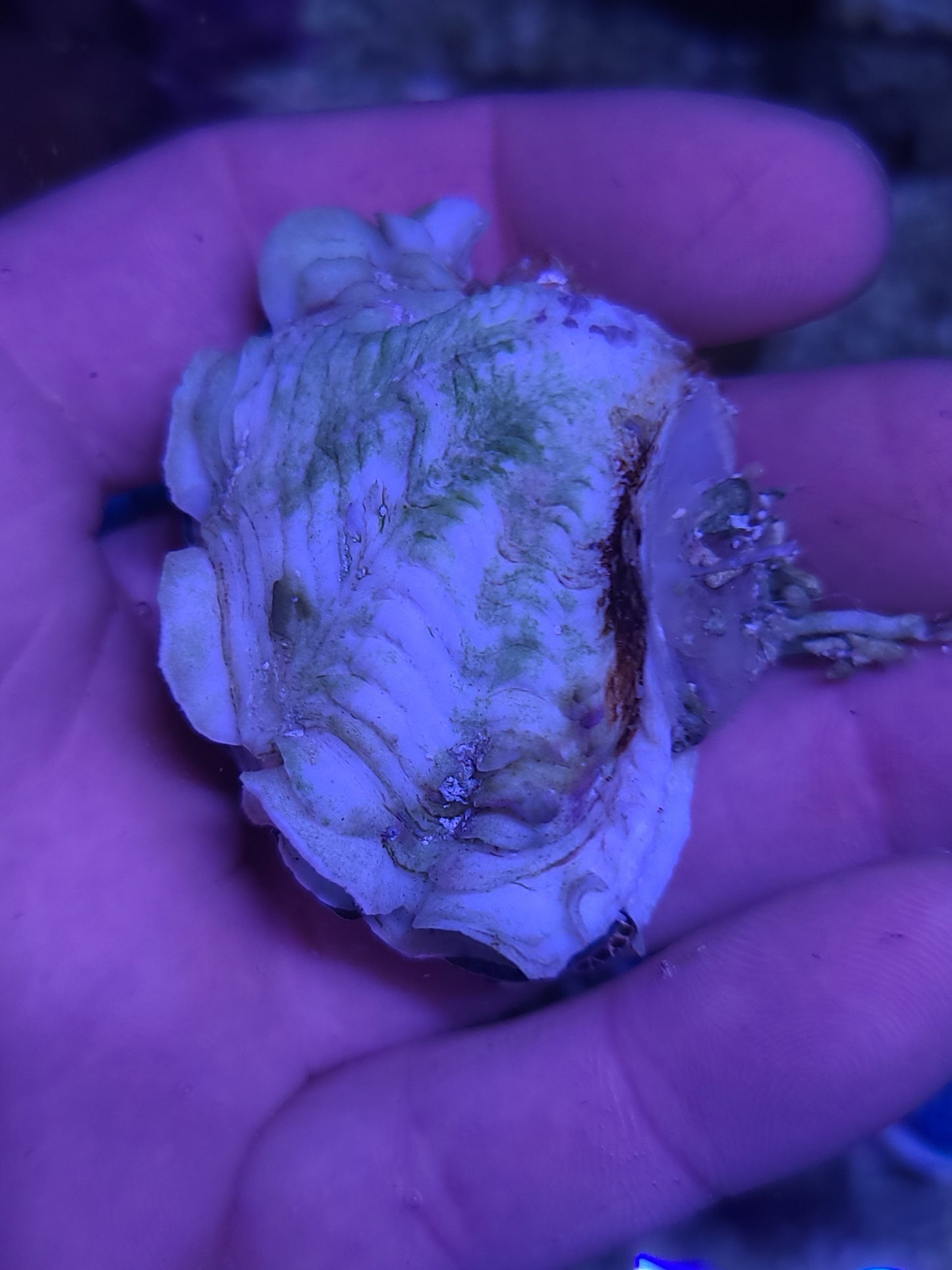 Maxima Clam Gold 2.5-2.9"
