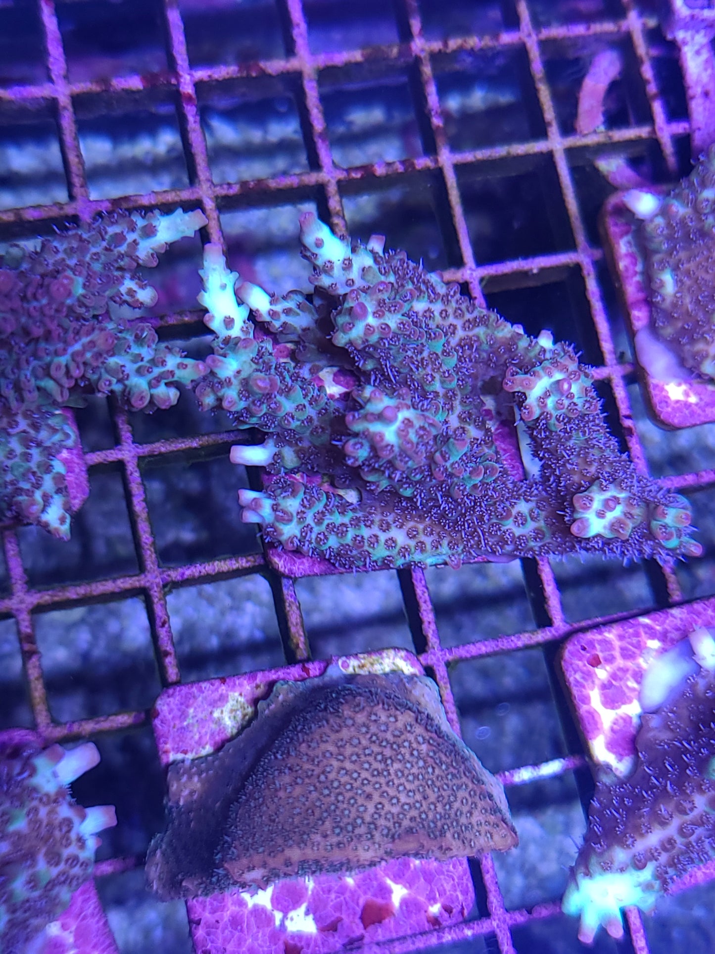 Asst. SPS Frag on tile. (SKU 750177)