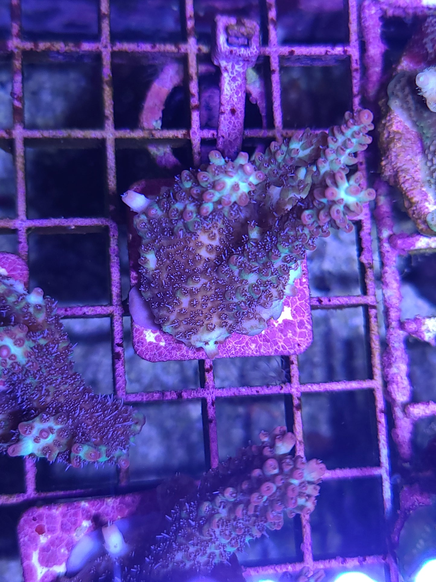 Asst. SPS Frag on tile. (SKU 750177)