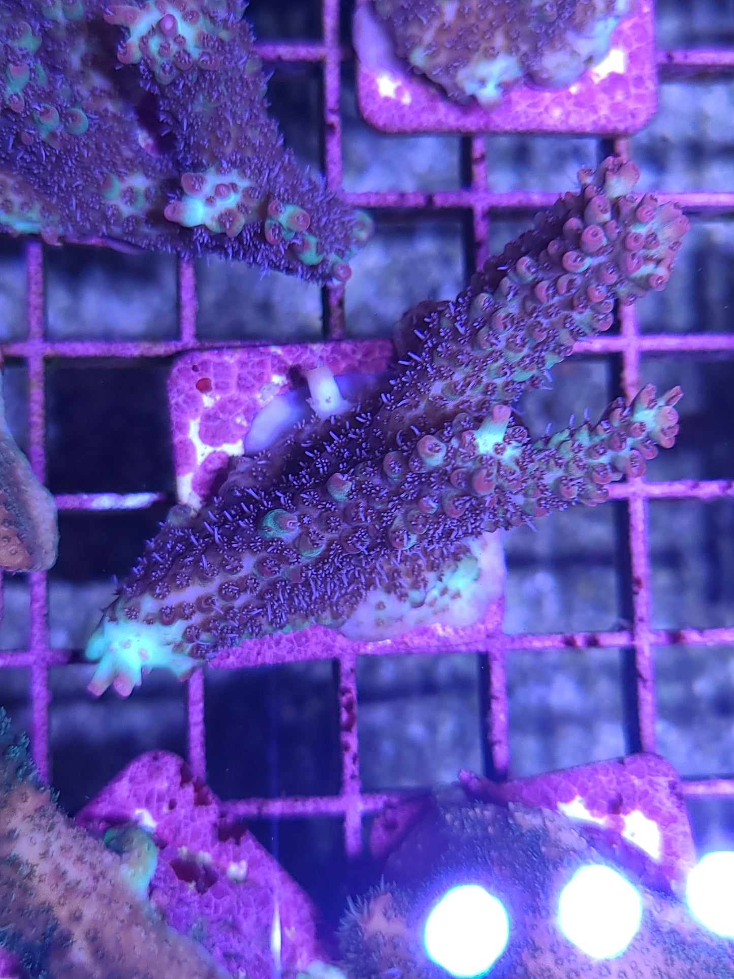 Asst. SPS Frag on tile. (SKU 750177)