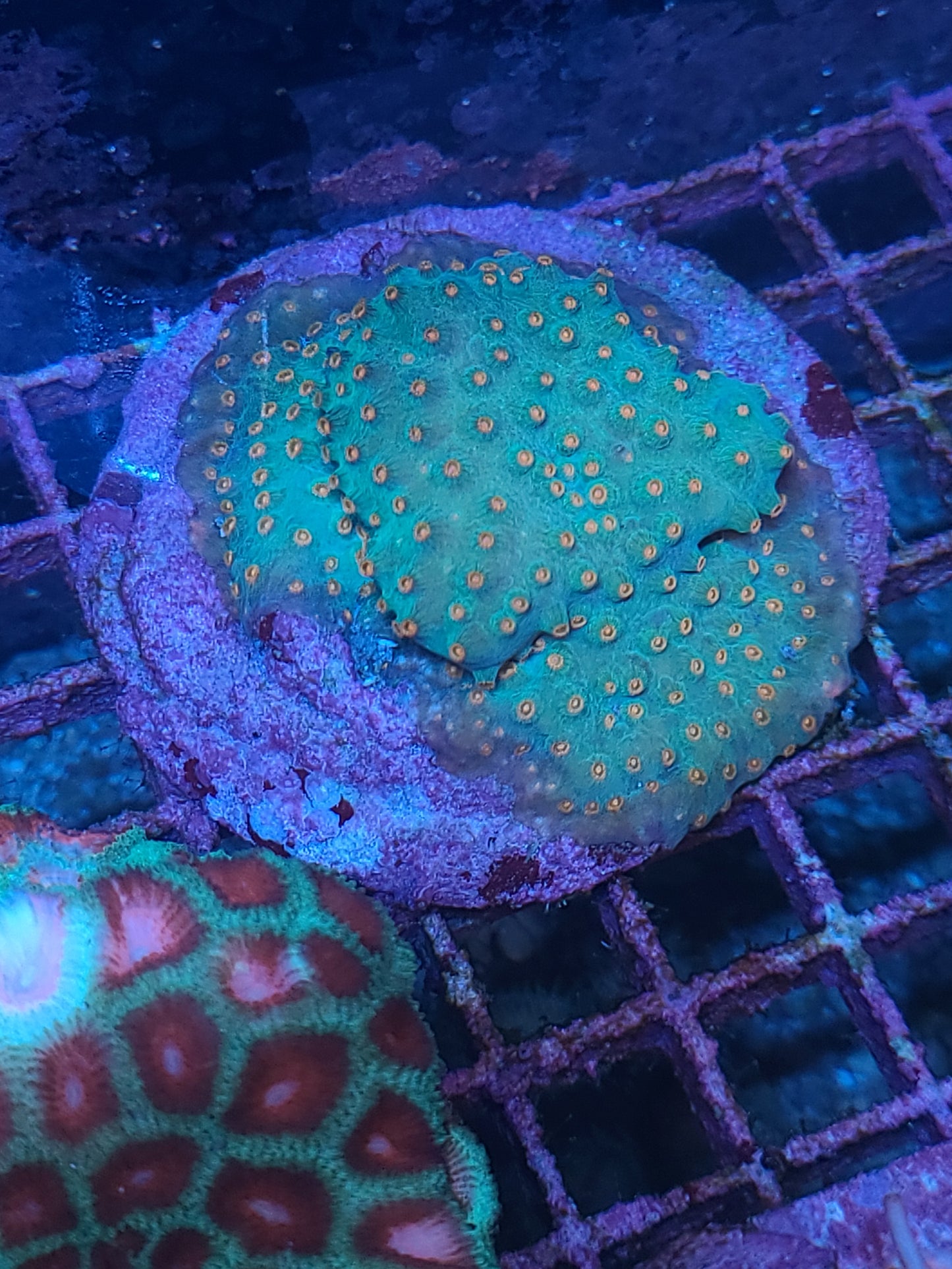 Meteor Shower Cyphastrea 44997