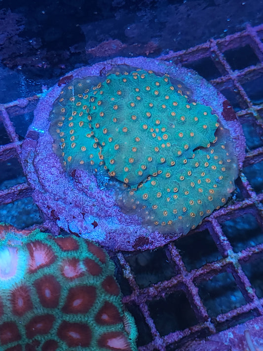 Meteor Shower Cyphastrea 44997