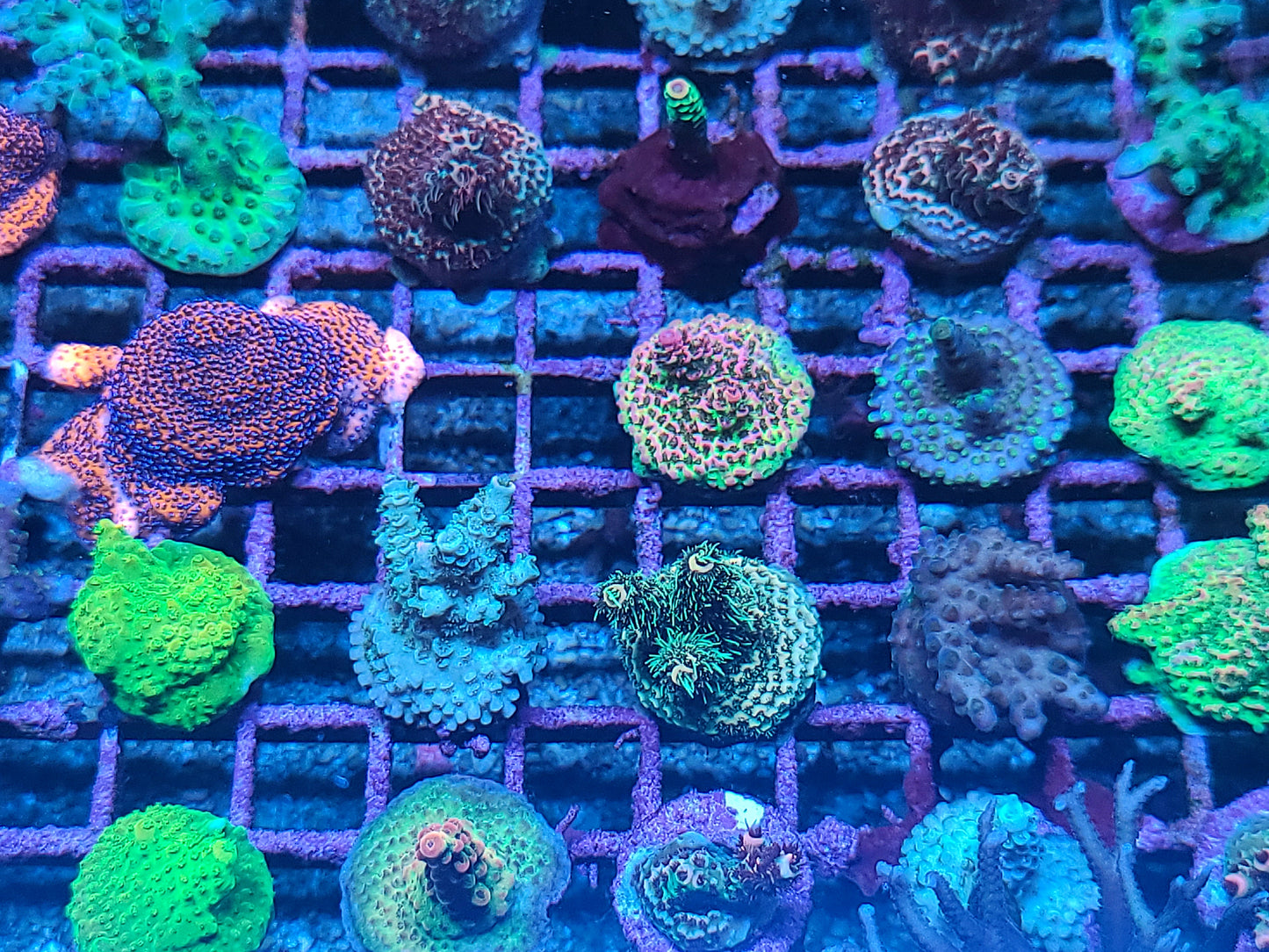 Asst Sm SPS Frag (SKU 5004)