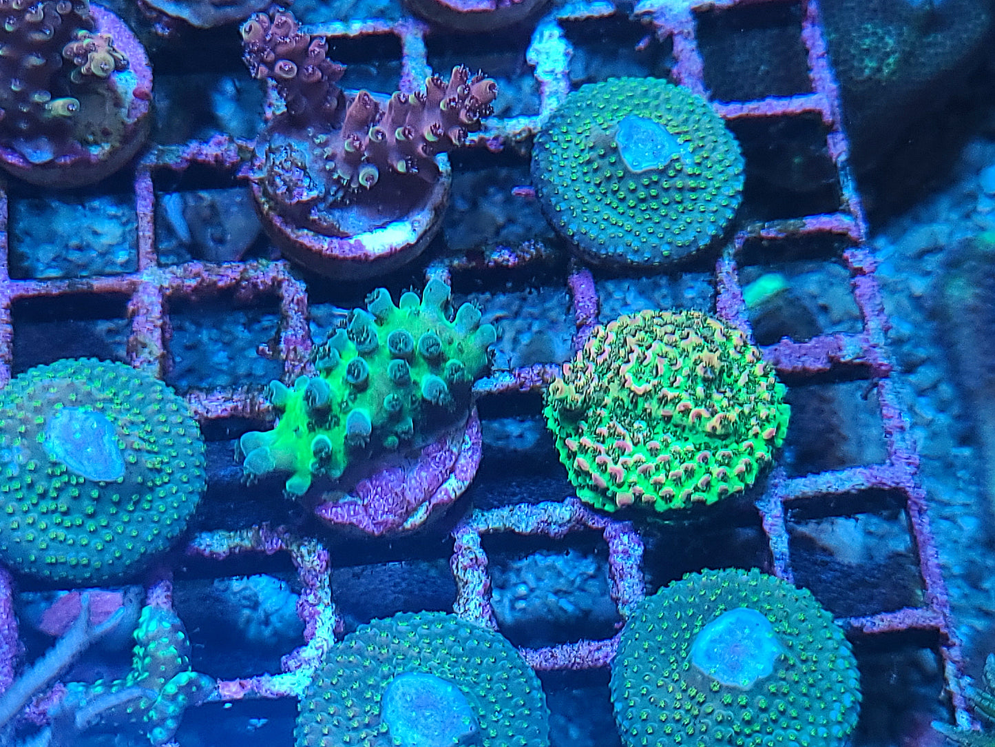 Asst Sm SPS Frag (SKU 5004)