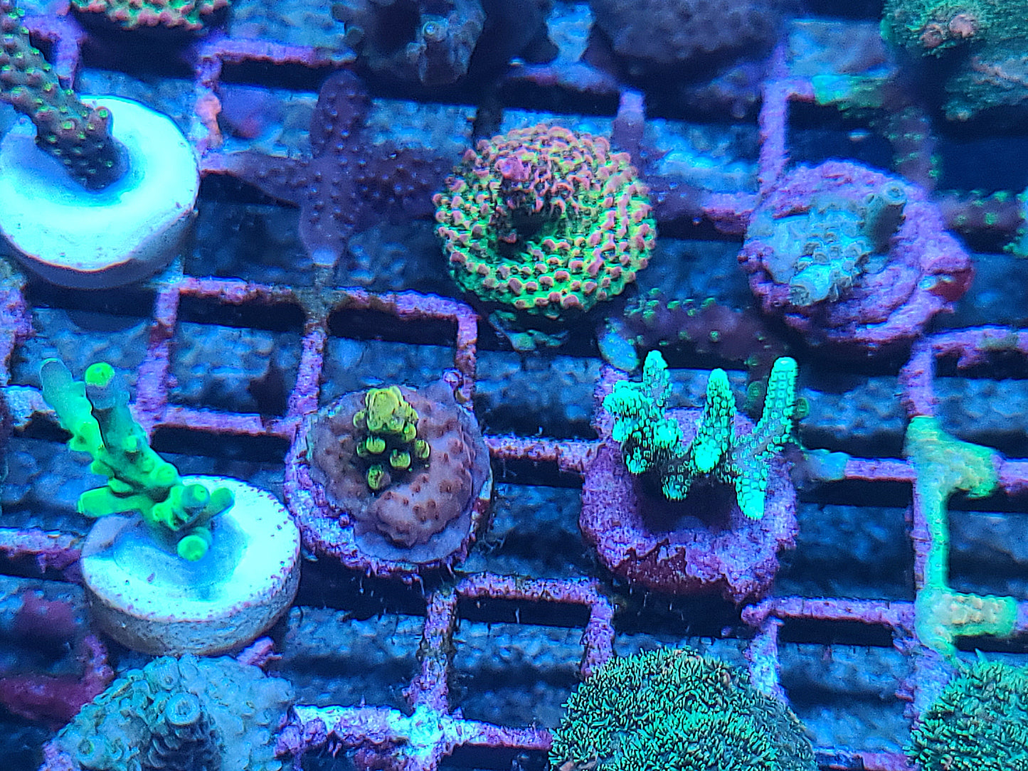 Asst Sm SPS Frag (SKU 5004)