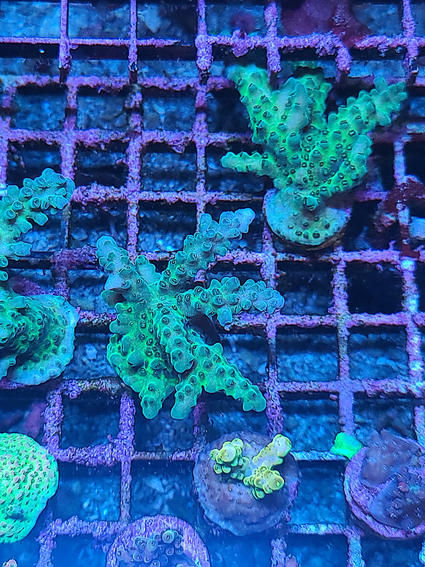 Asst Sm SPS Frag (SKU 5004)