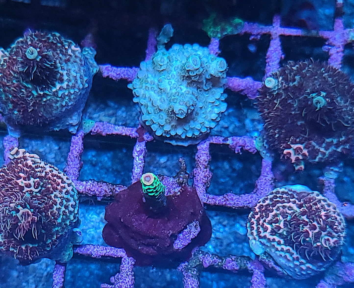 Asst Sm SPS Frag (SKU 5004)