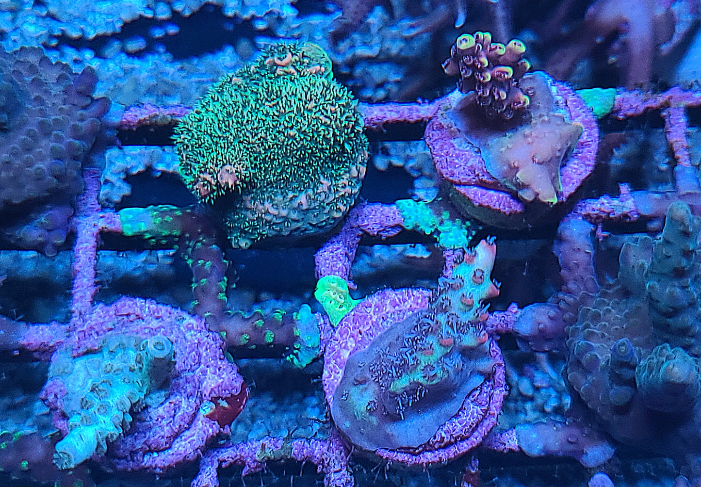 Asst Sm SPS Frag (SKU 5004)