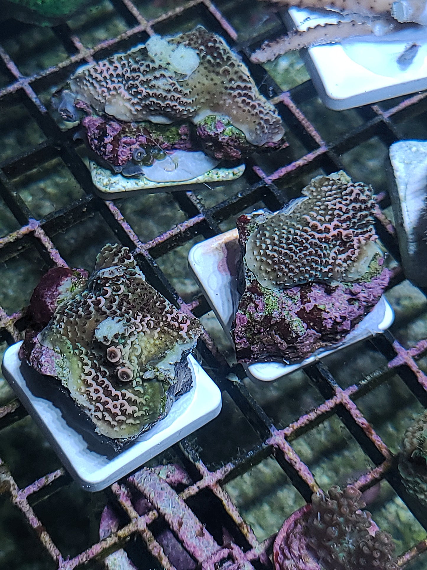 Asst. SPS Frag on tile. (SKU 750177)