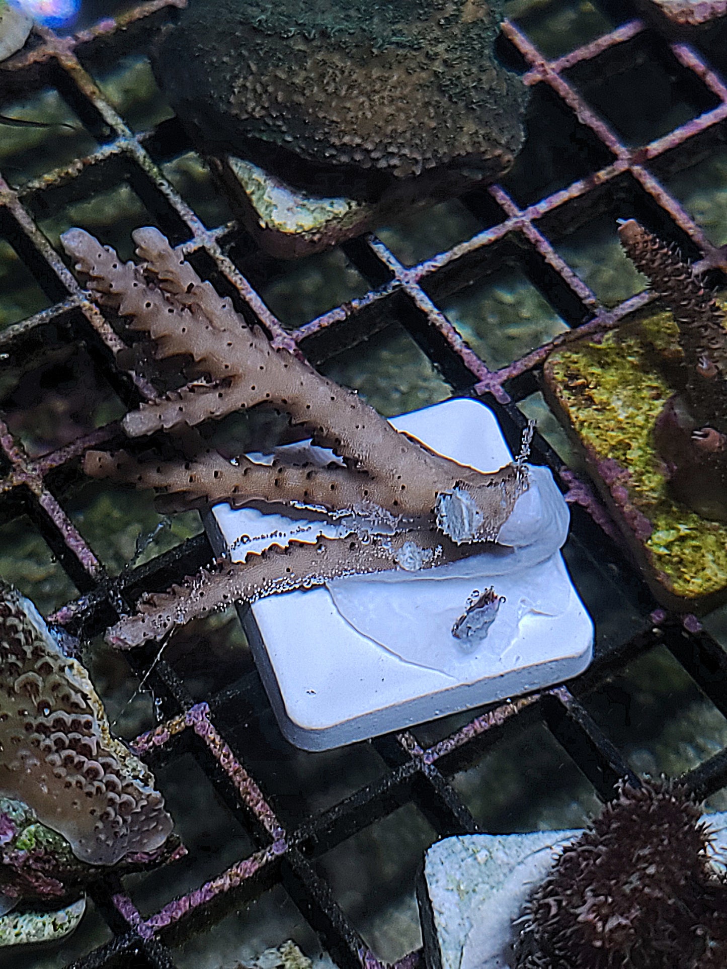Asst. SPS Frag on tile. (SKU 750177)