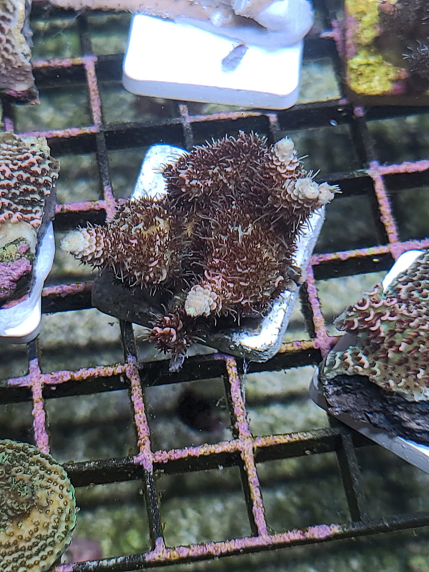 Asst. SPS Frag on tile. (SKU 750177)