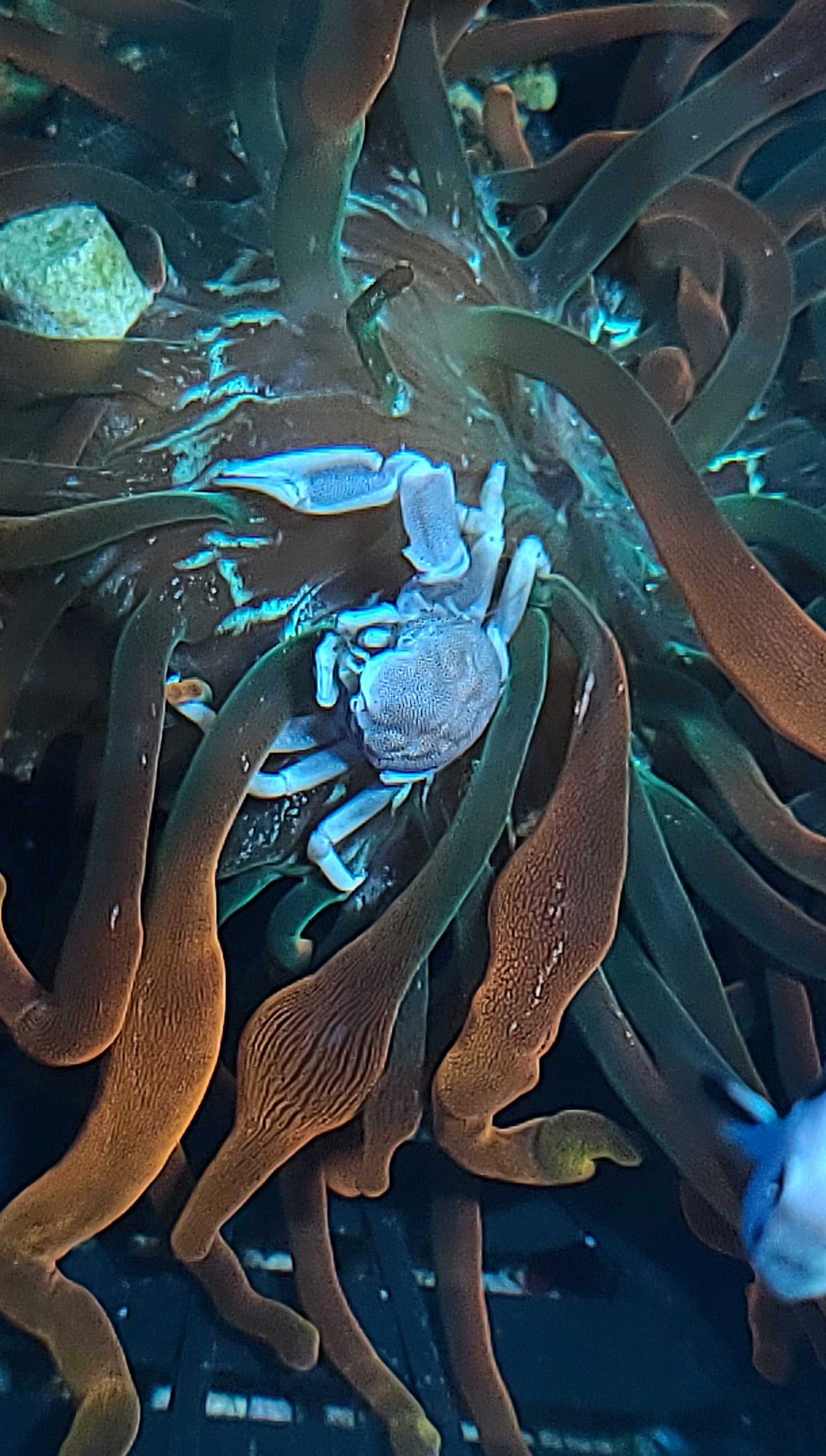 Crab: Porcelain: Caribbean