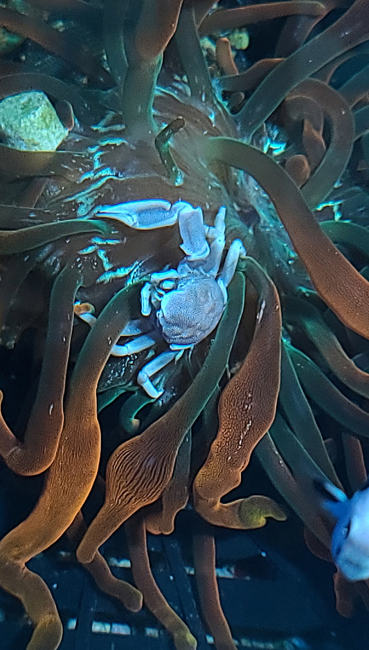 Crab: Porcelain: Caribbean