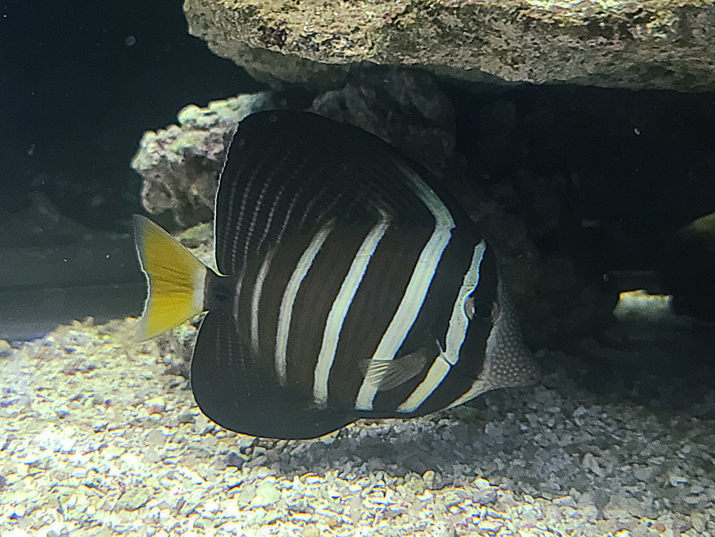 Sailfin Tang MD 3"-4"