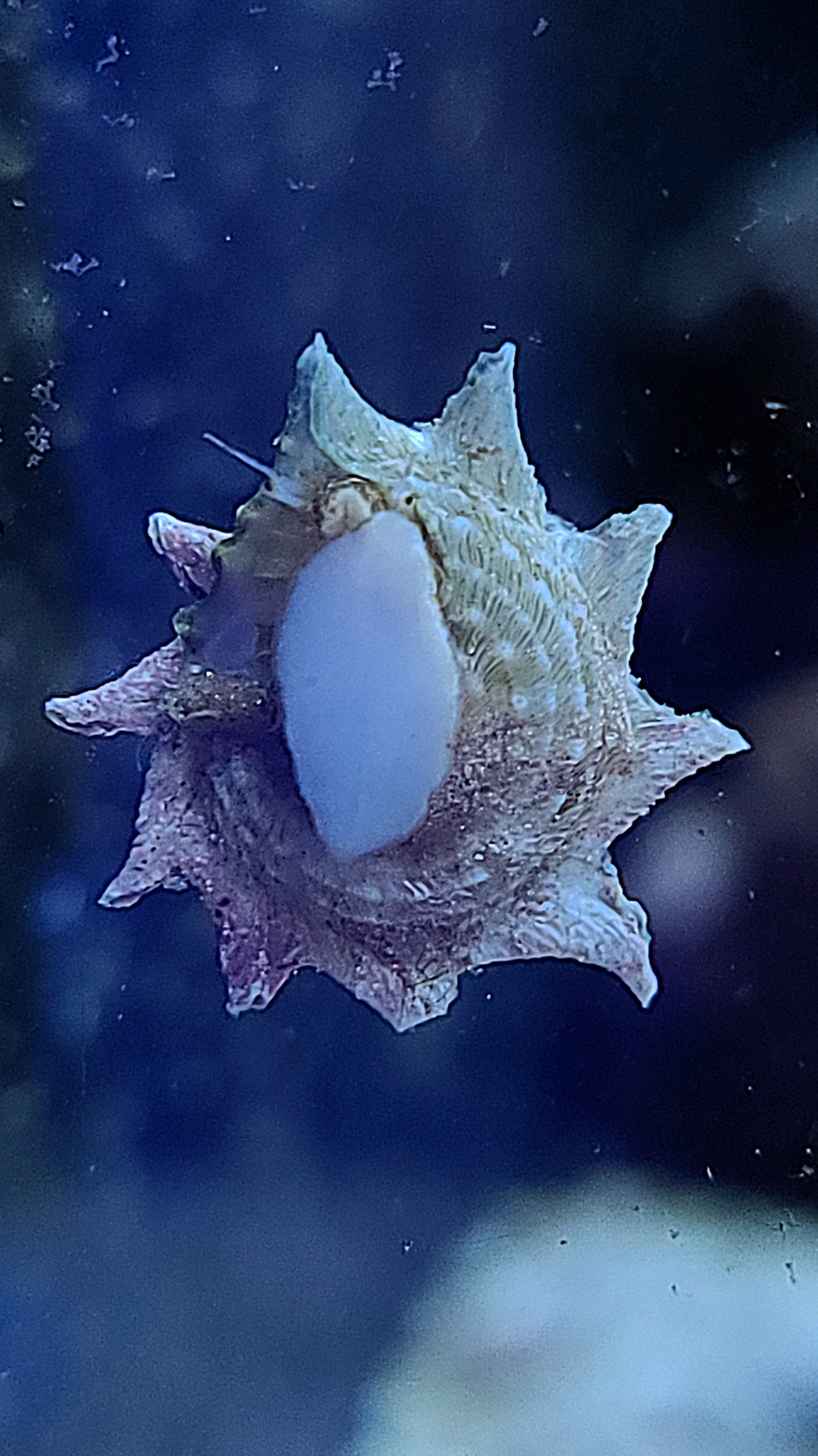 Star Snail Astraea