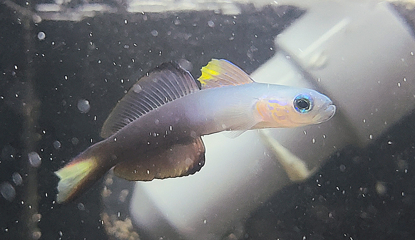 ScissorTail Goby