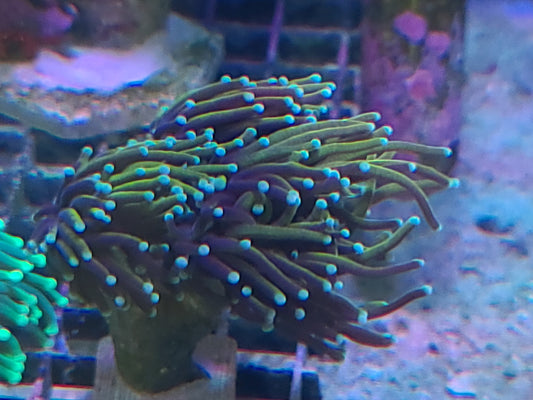 Torch Coral Assorted Per Head