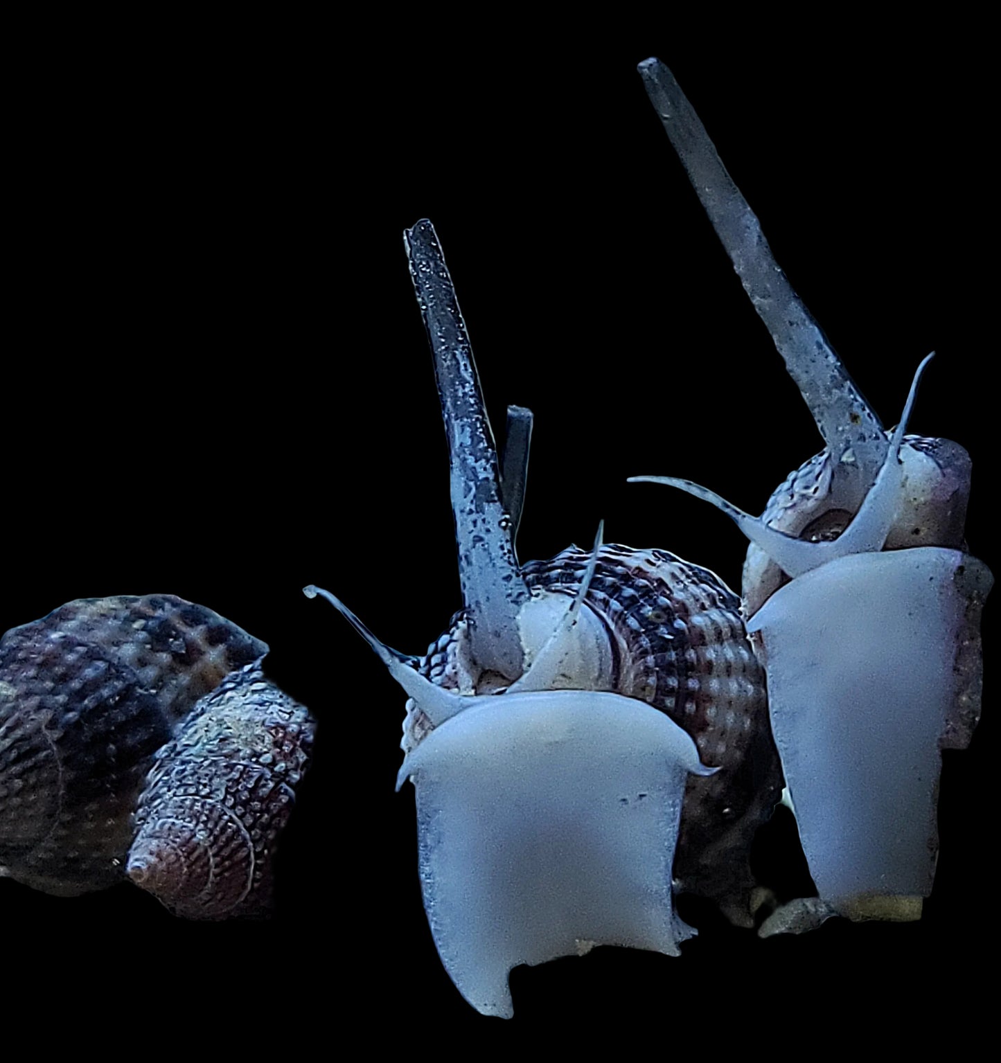 Nassarius Sand Snail 654789