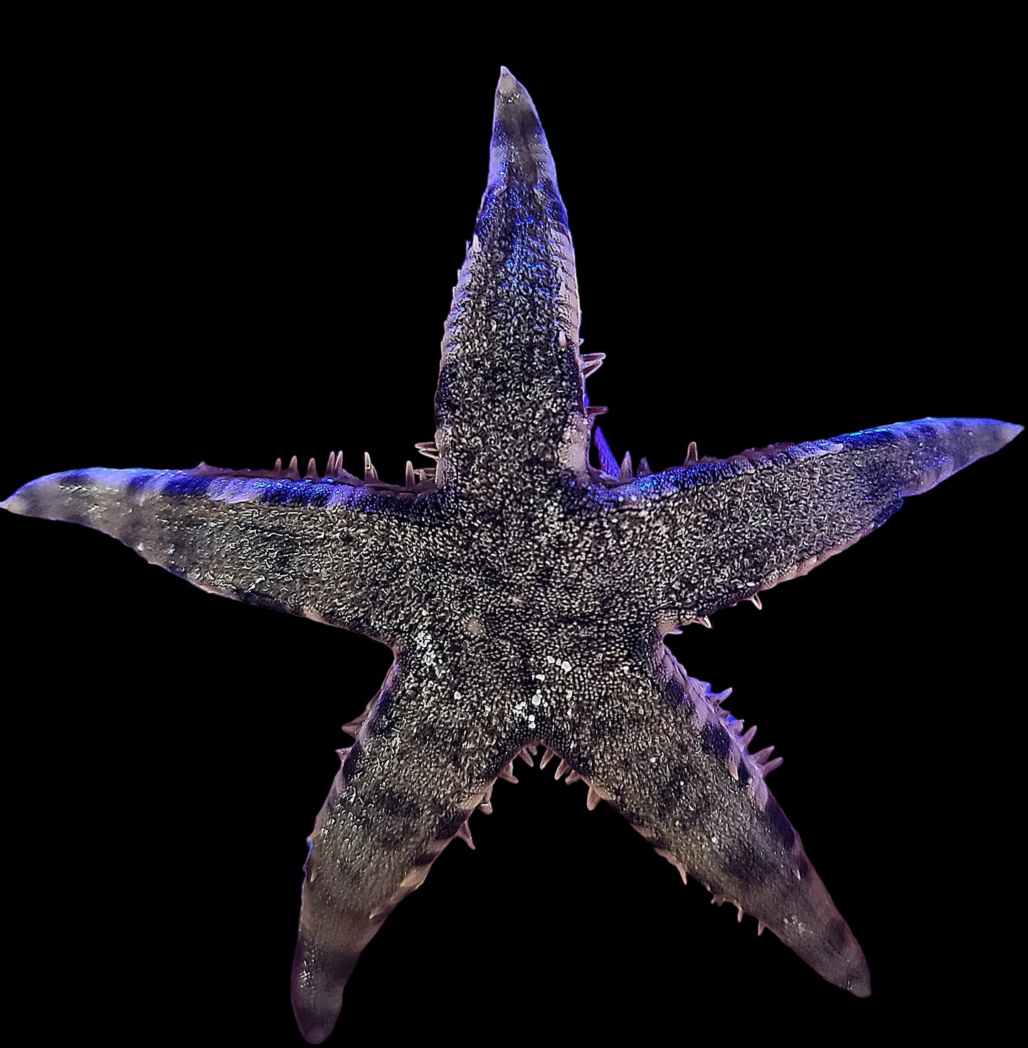 White Sand Star; Fiji - Archaster typicus 69875