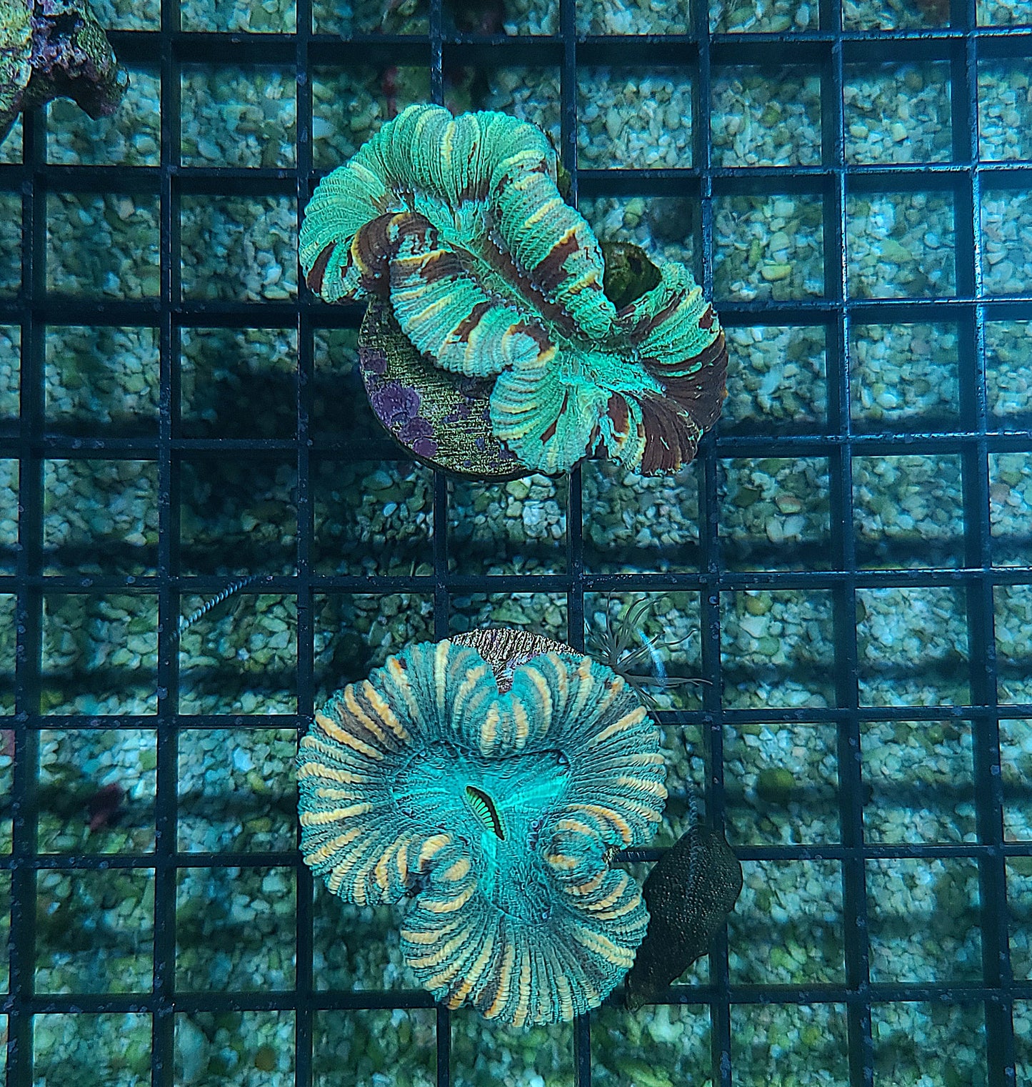 Western Australia Ultra Unique Trachyphyllia