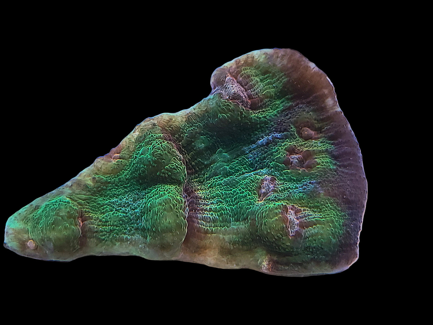 Blimey Limey Chalice Frag On Plate
