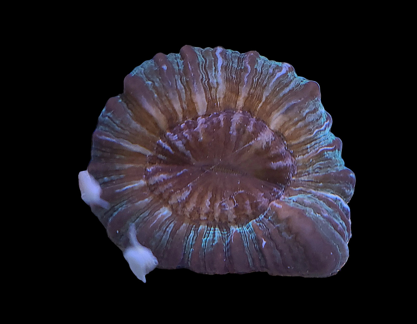 cynarina Coral