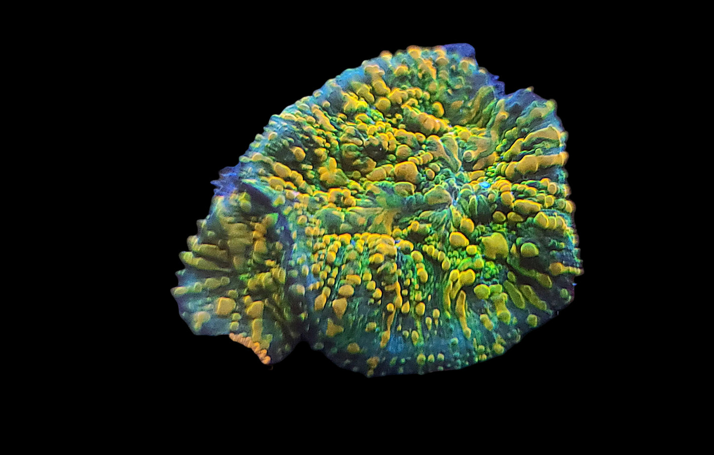 Green and yellow Chalice Coral