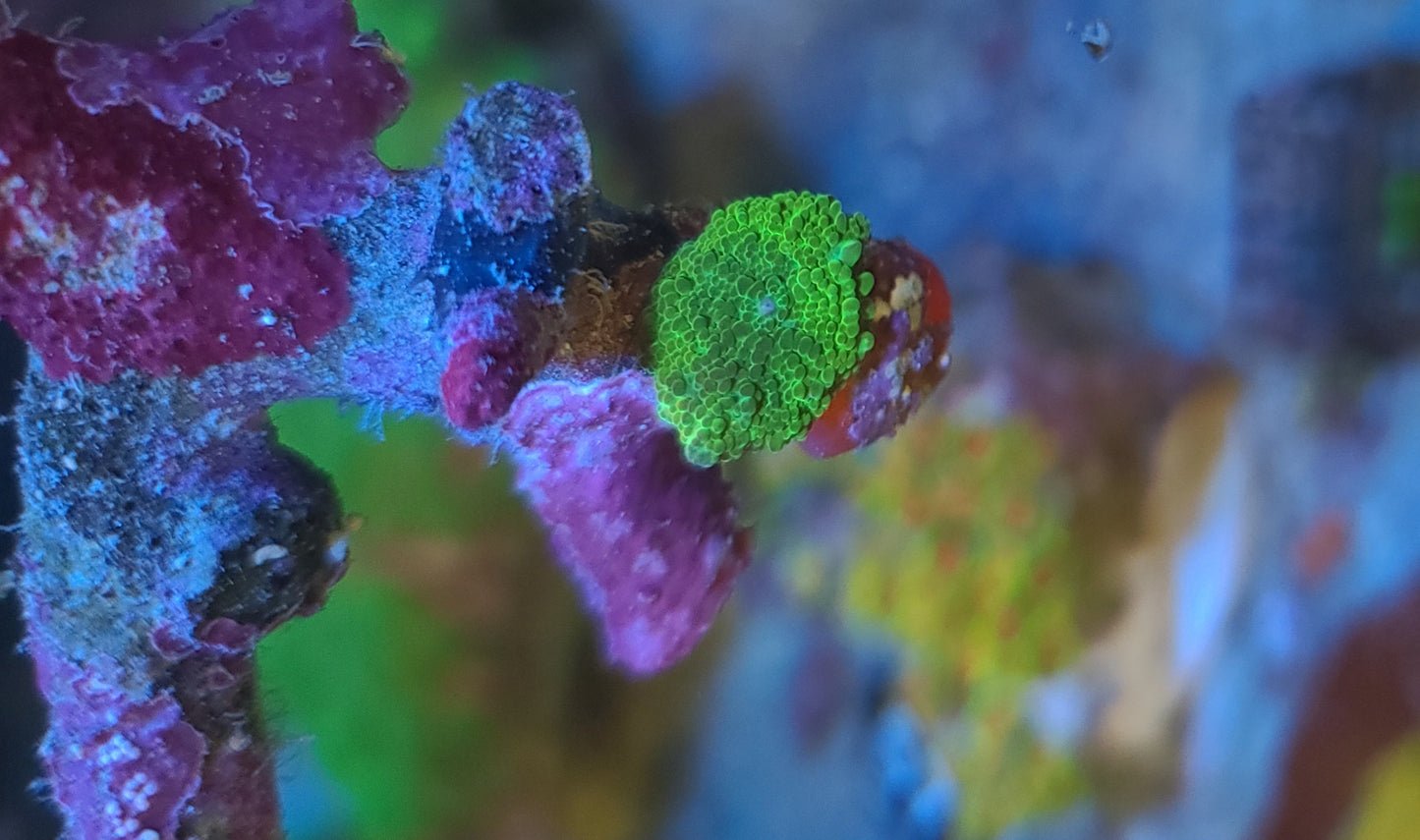 Green Ricordea Yuma Mushroom Single Polyp