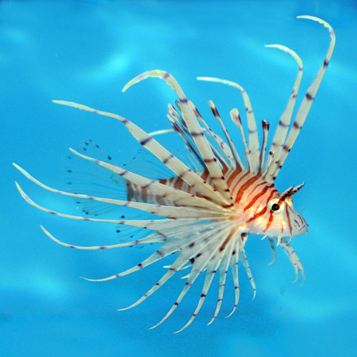 Volitan Lion - Pterois volitans s