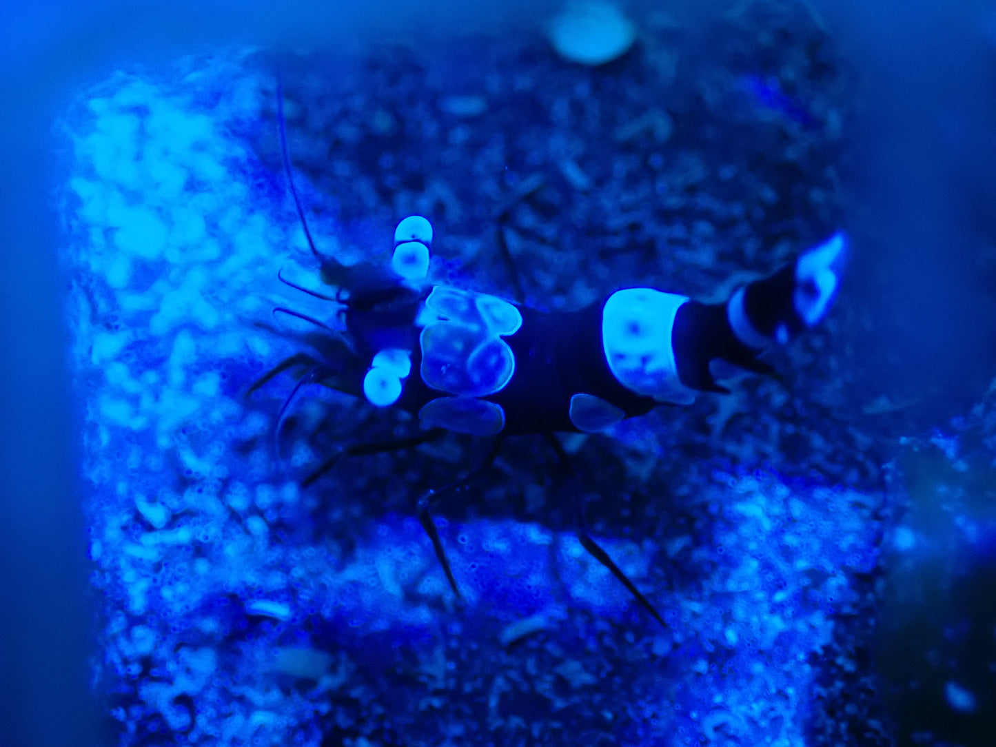 Shrimp Sexy 7748