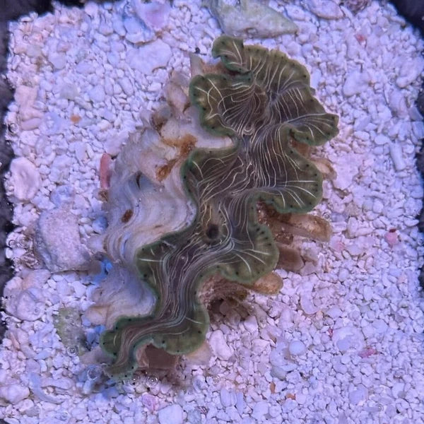 Tridacna squamosina Clam