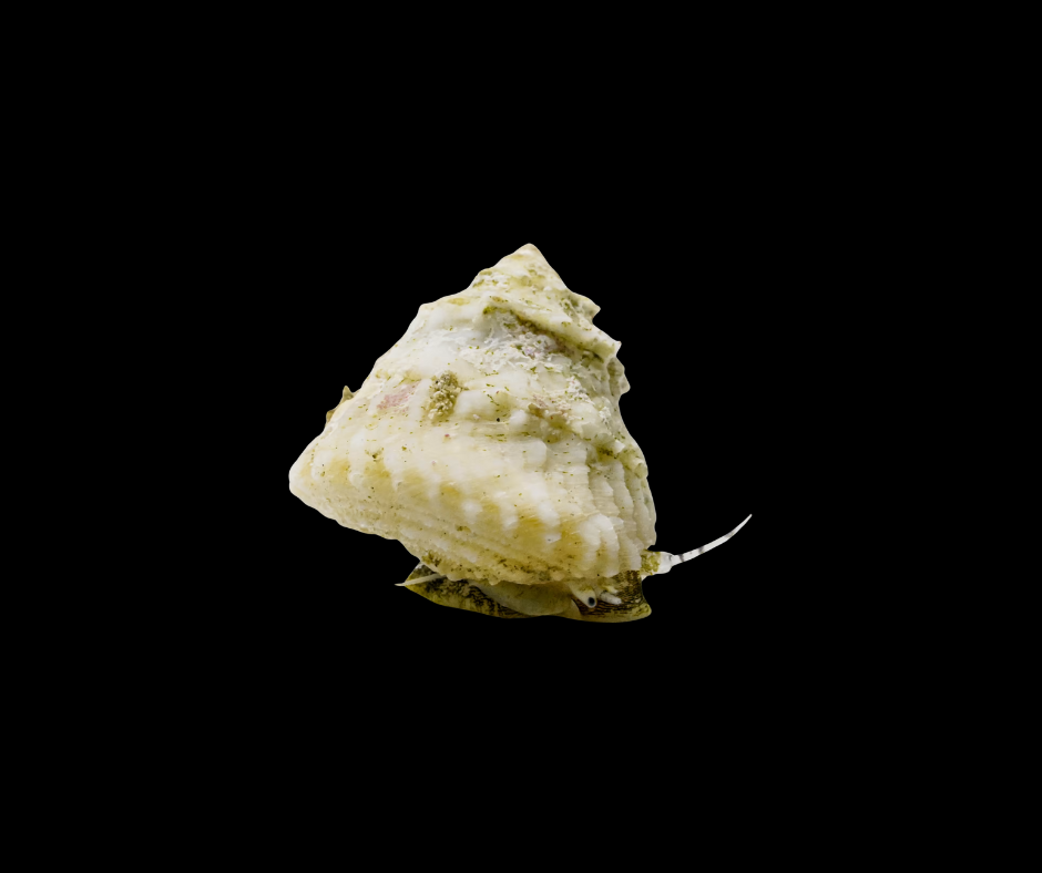 Astrea Snail 2910