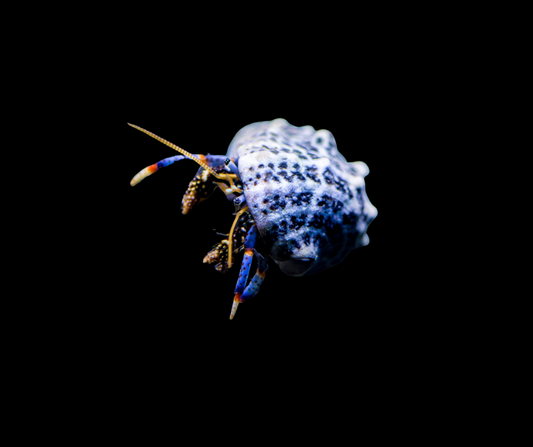 Blue Leg Reef Hermit Crab; Atl. - Paguristes s 698745