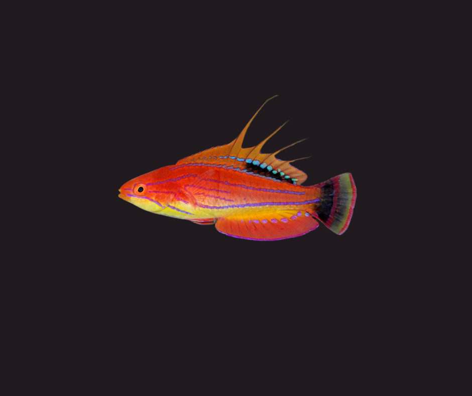 Carpenter Flasher Wrasse - Paracheilinus carpenteri