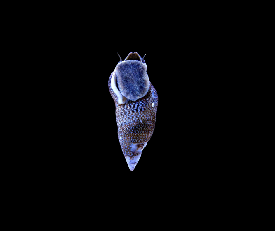 Cerith Snail (SKU 4714)