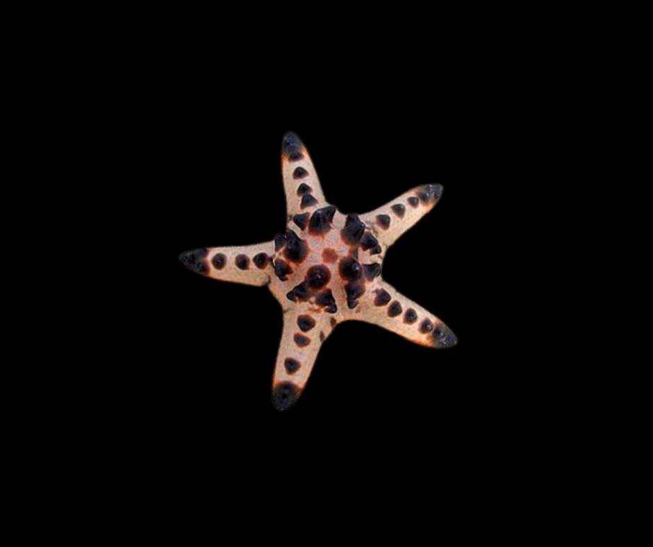 Chocolate Chip Starfish Protoreaster Nodosus