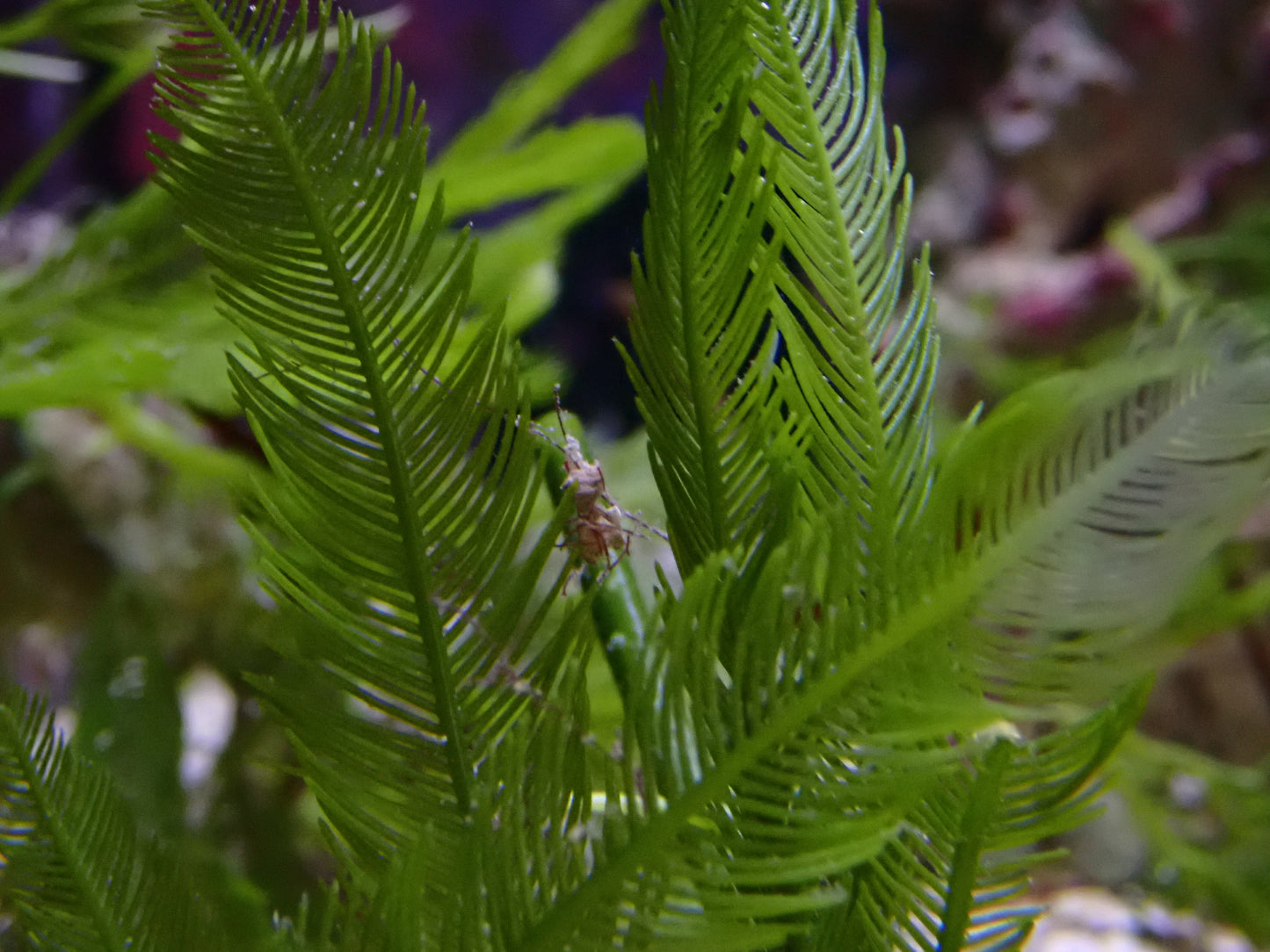 Assorted Macroalgae