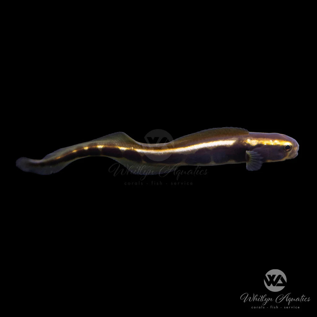 Engineer (Neon) Goby