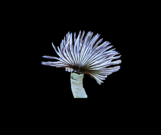 Feather Duster - Sabellastarte sp.