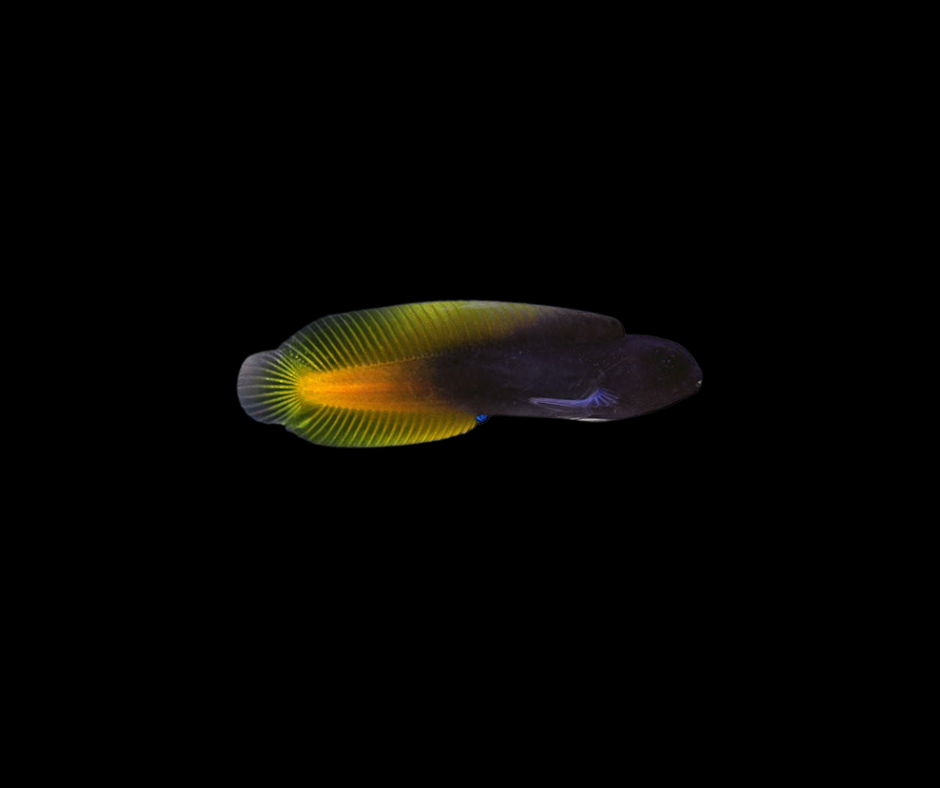 FlameTail Blenny