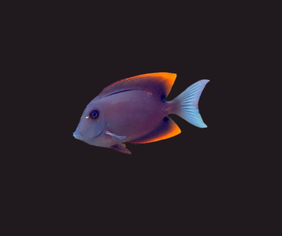 Flame Fin (Tomini) Tang (s)