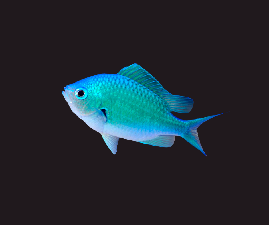 Chromis: Green African