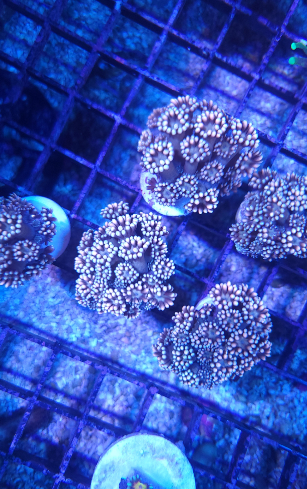 Golden Dagger Goniopora