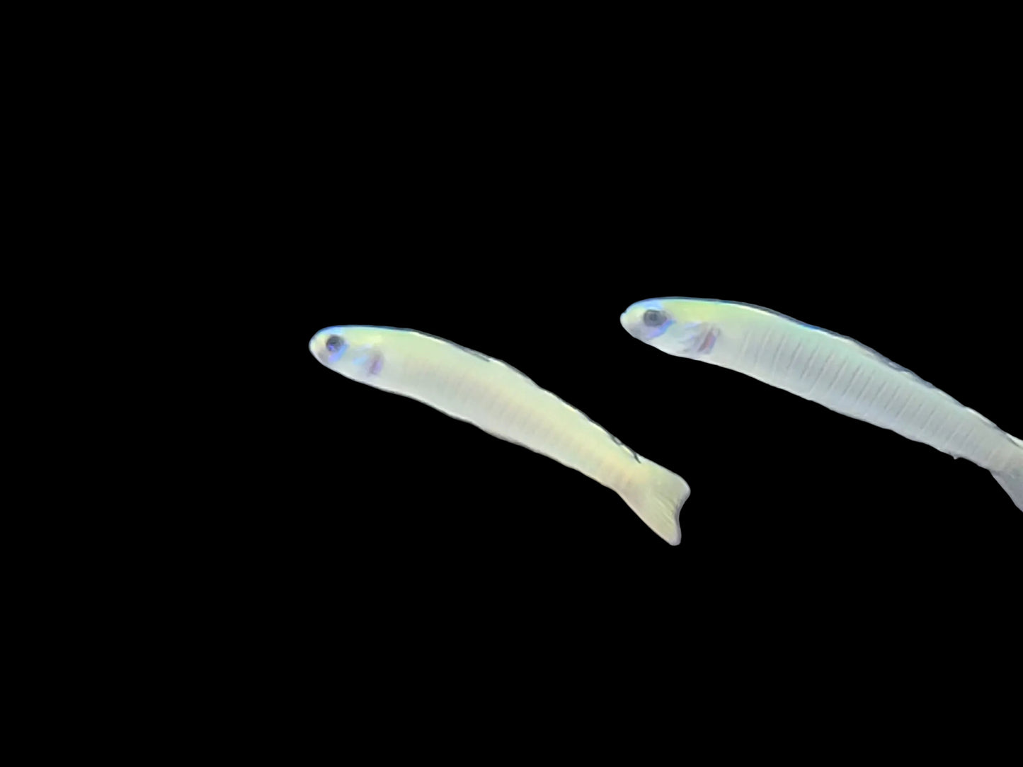 Goby Zebra Dartfish