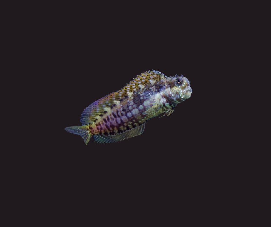 Lawnmower Blenny - Salarias fasciatus 69987