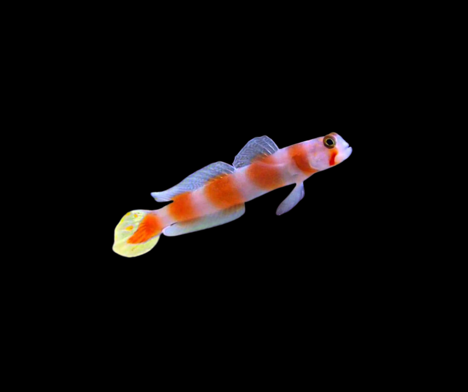 Orange Banded Prawn Goby; Africa - Amblyeleotris aurora