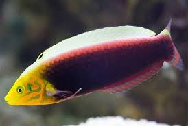 Radiant Wrasse: Africa - Halichoeres iridis