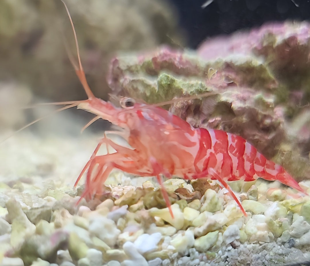 Wild Peppermint Shrimp L. Wurdemanni